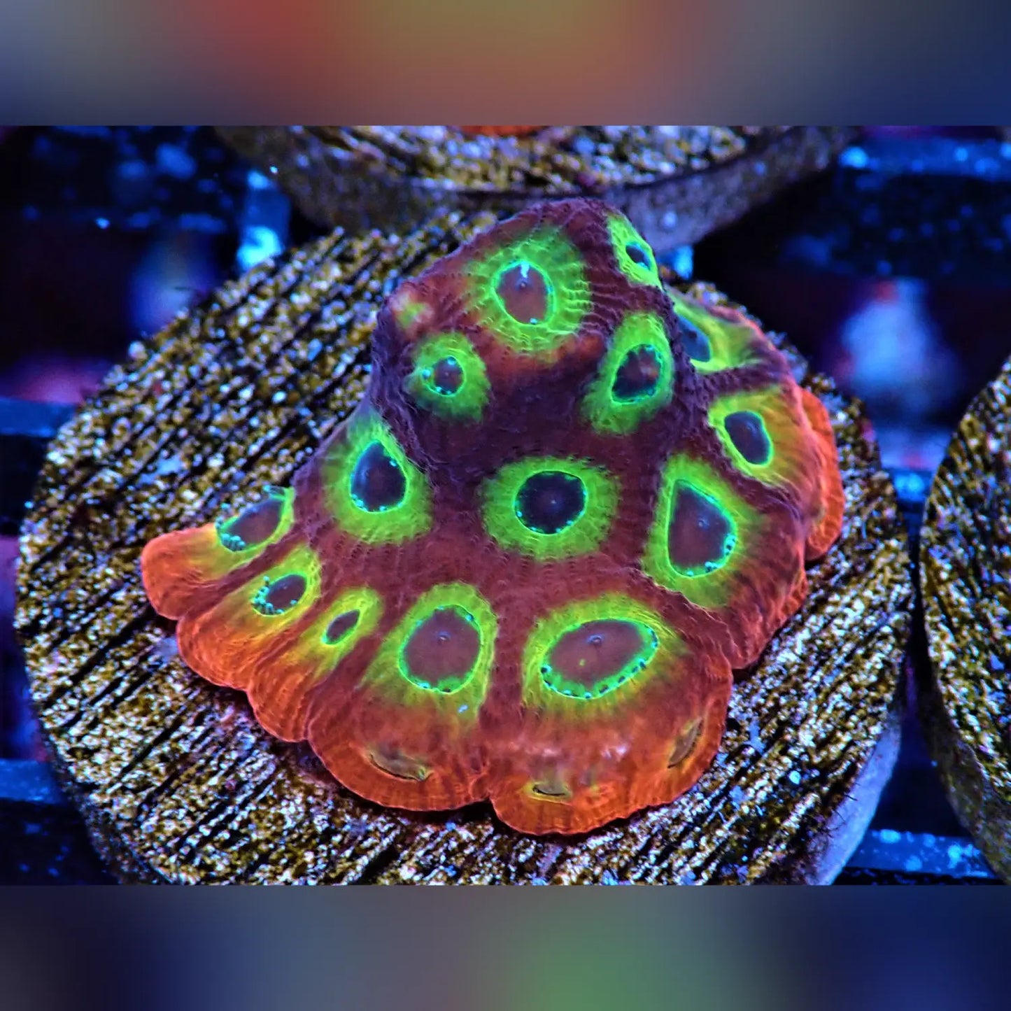 Sector 001 Favites Brain