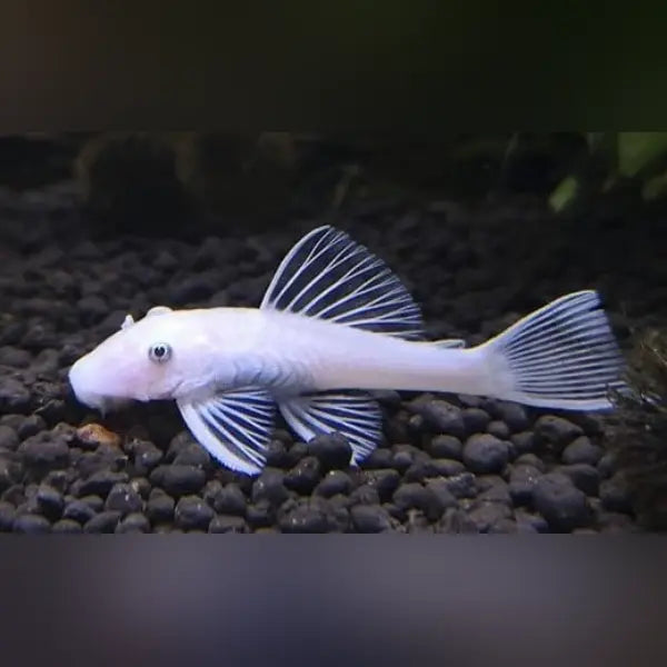 Snow White L-144 Bushynose Pleco