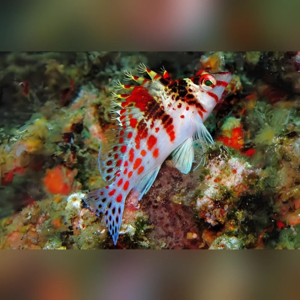 Colorful fish with red and white pattern on a coral reef