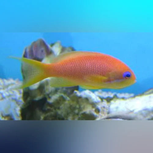 Colorful fish swimming in an aquarium with coral and rocks.