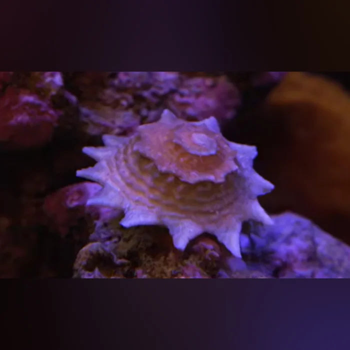 Close-up of a Star Snail on coral with a dark background