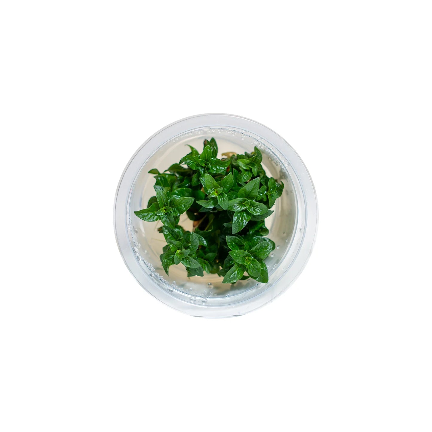 Staurogyne repens - Tissue Culture