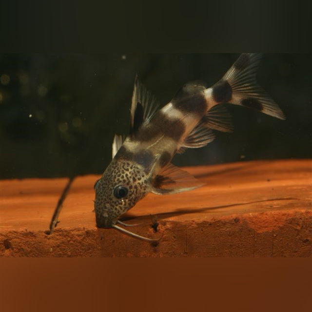 Synodontis Valentine