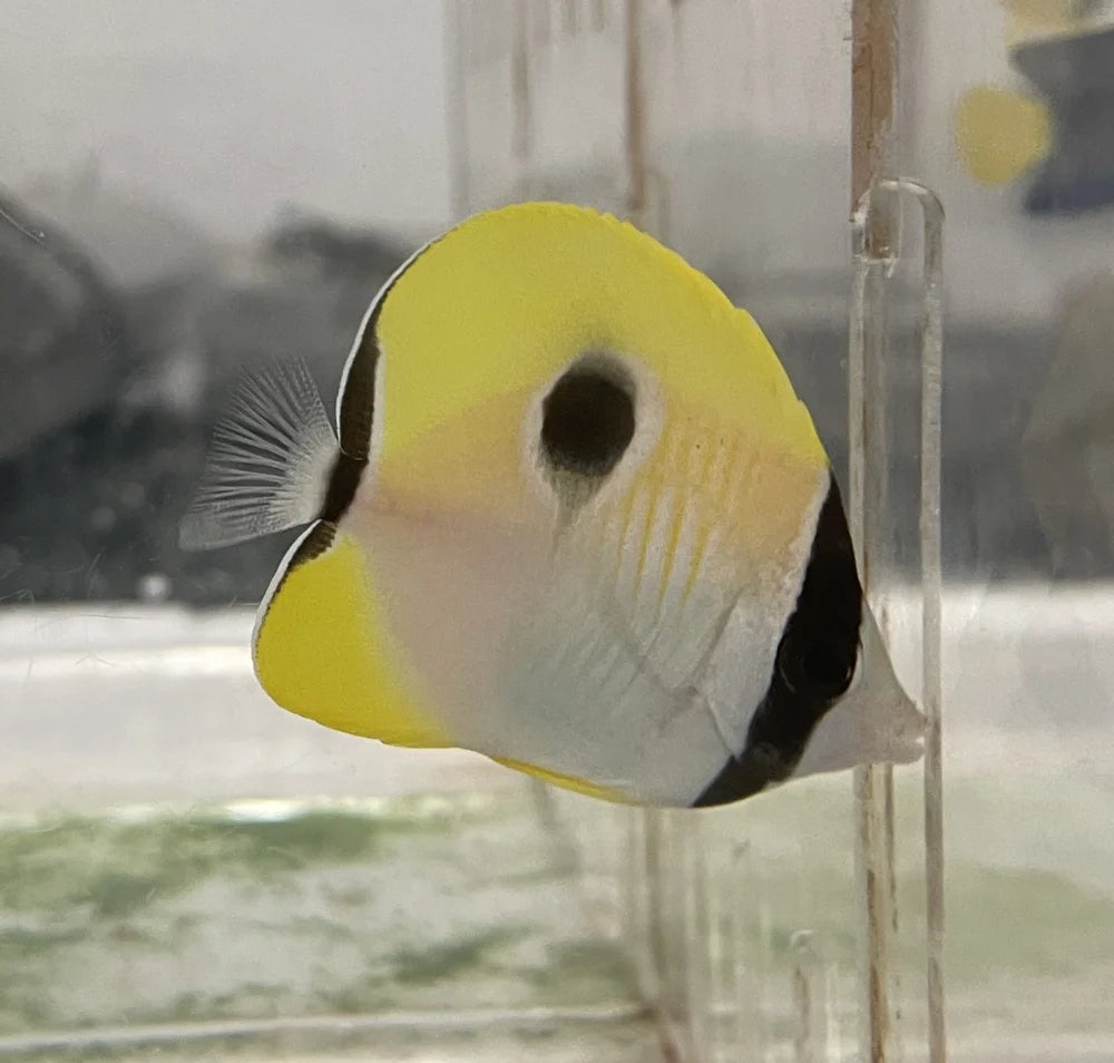 Tear Drop Butterflyfish