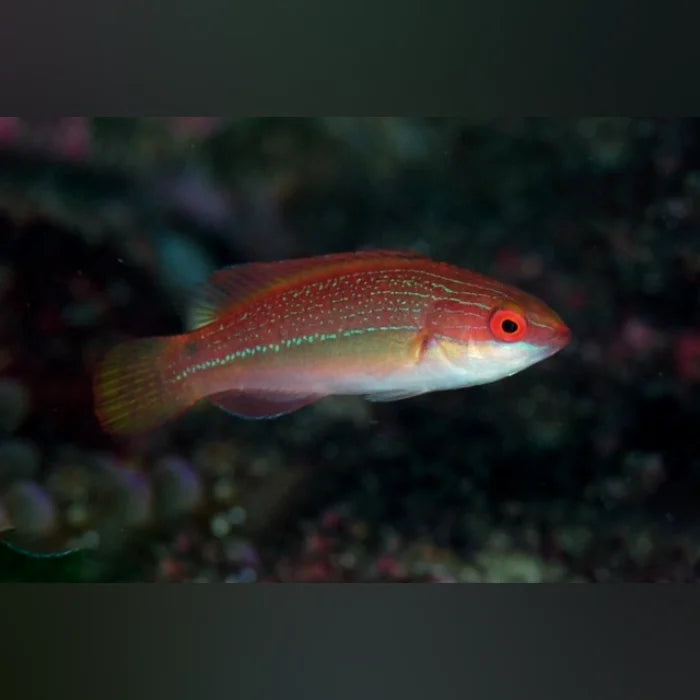 Temminck's Fairy Wrasse