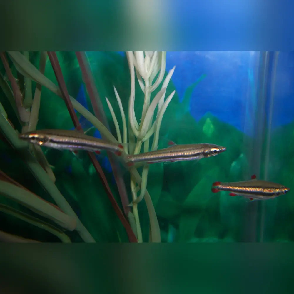 Three Lined Pencilfish