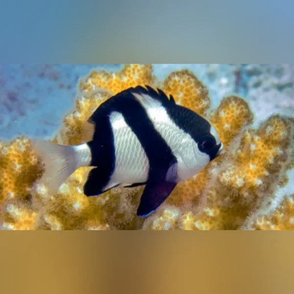 Black and white striped fish swimming among yellow coral