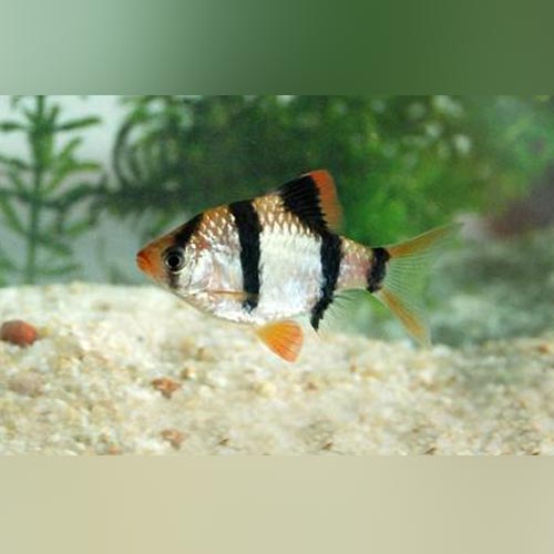 Tiger Barb