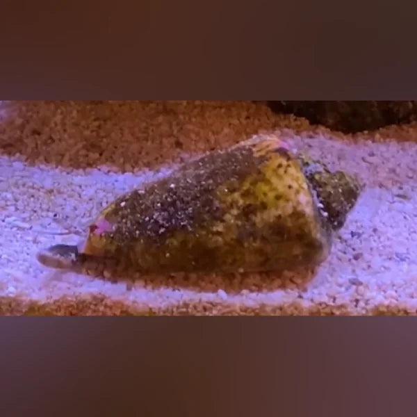 Tiger Sand Snail