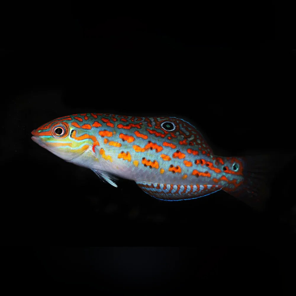 Timor Wrasse