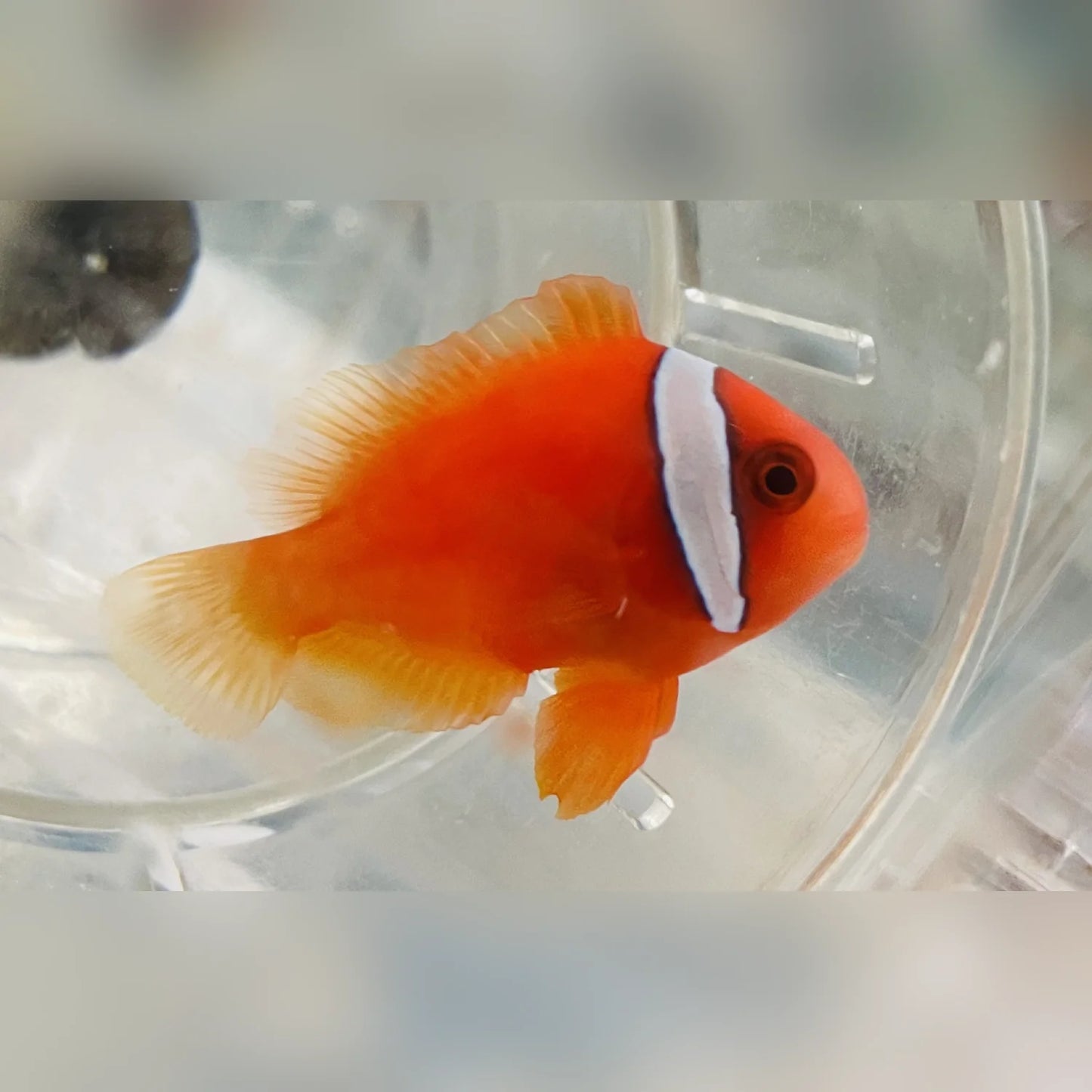 Orange clownfish in a clear container with a blurred background