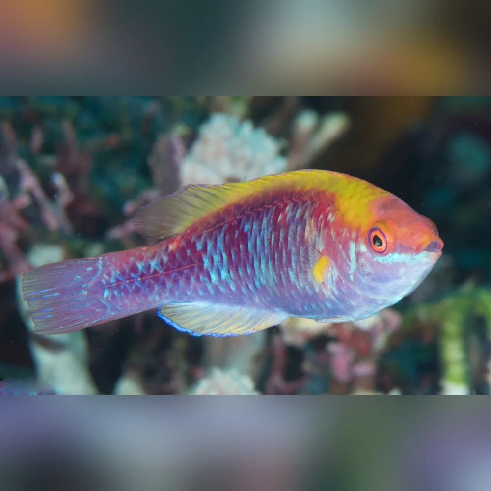 Tricolor Fairy Wrasse
