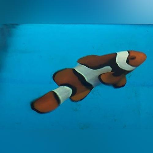 True Percula Clownfish (Pair)