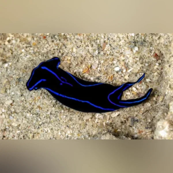 Velvet Nudibranch