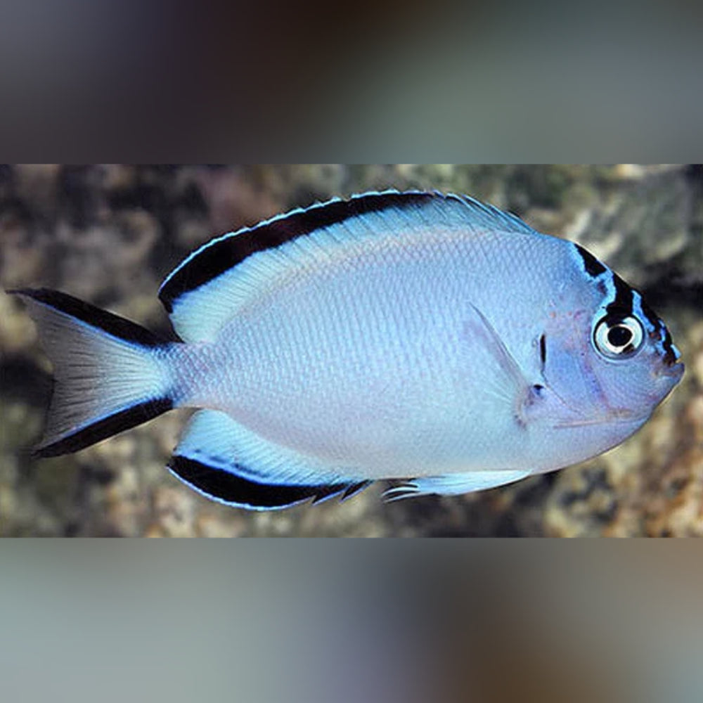 Watanabei Angelfish
