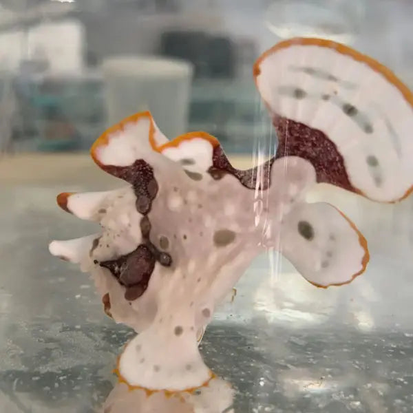 White Painted Anglerfish