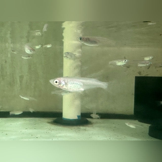 White Galaxy Ricefish