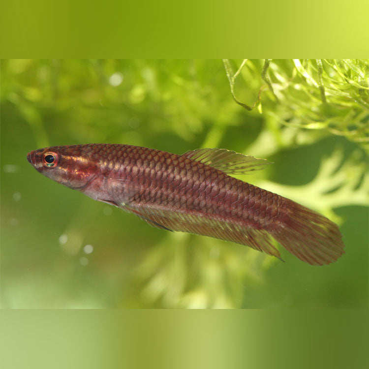 Betta Coccina Wild