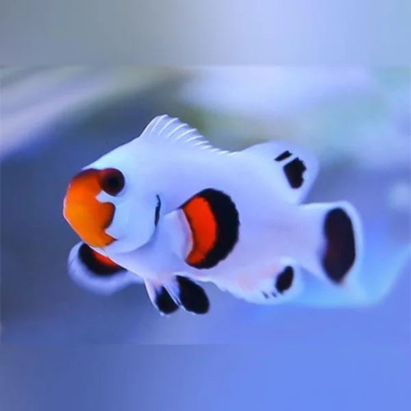 White clownfish with orange and black markings on a blurred background