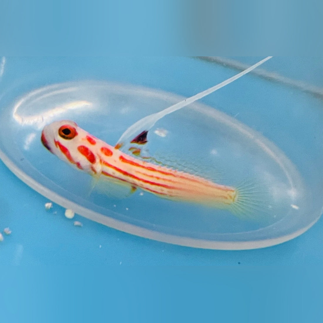 Yasha Hase Shrimp Goby
