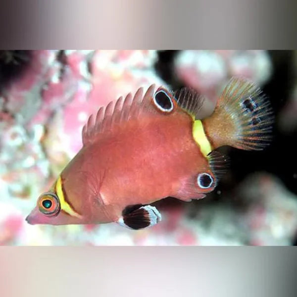 Close-up of a colorful fish with a blurred background