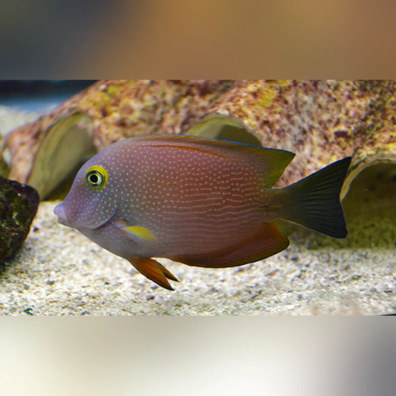 Fish swimming in an aquarium with a blurred background
