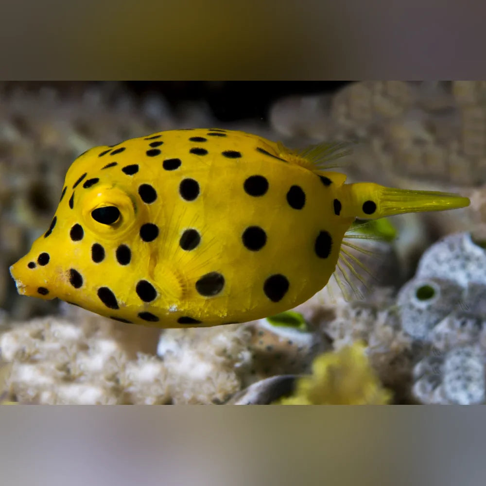 Yellow fish with black spots in an aquarium setting