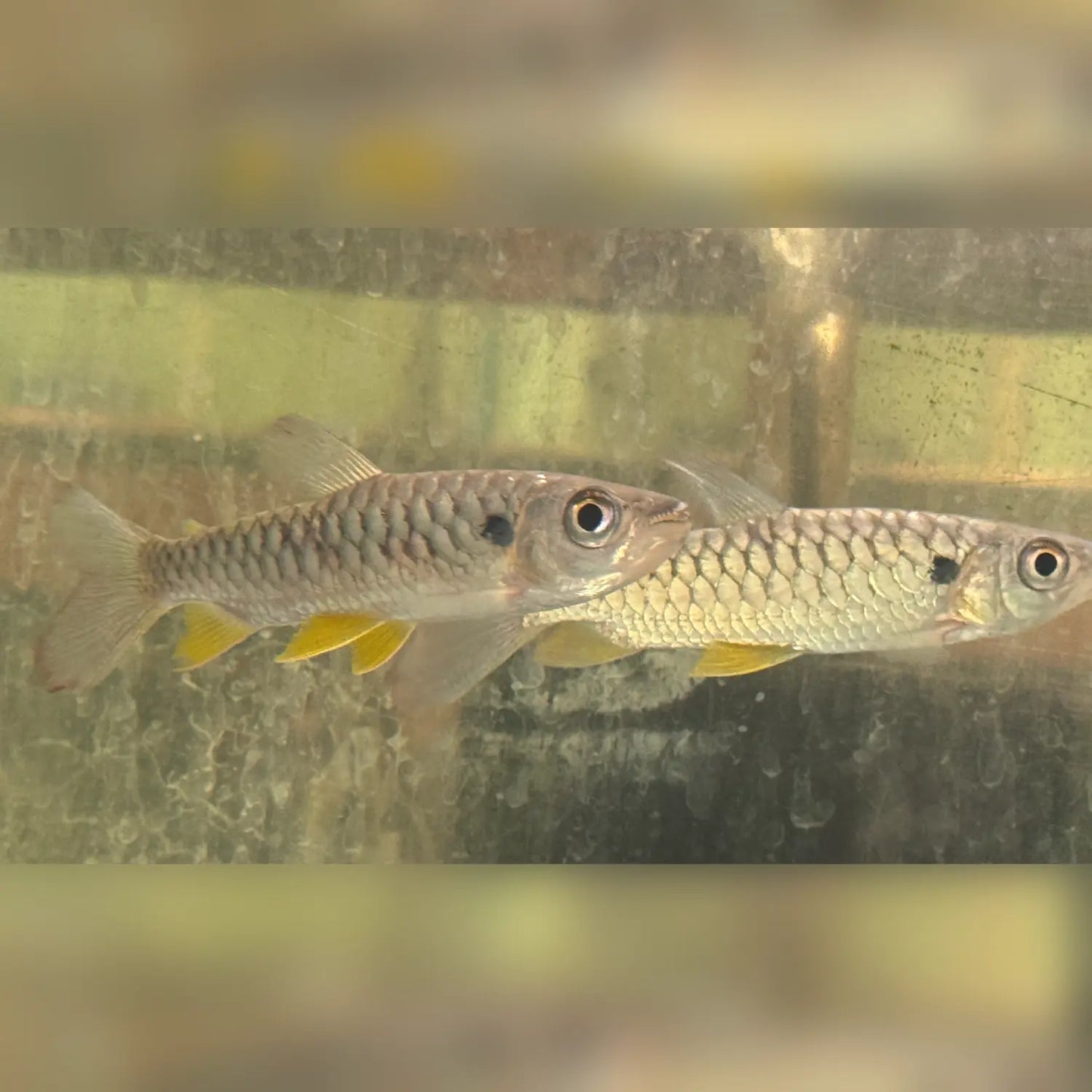 Two yellow finned fin side by side