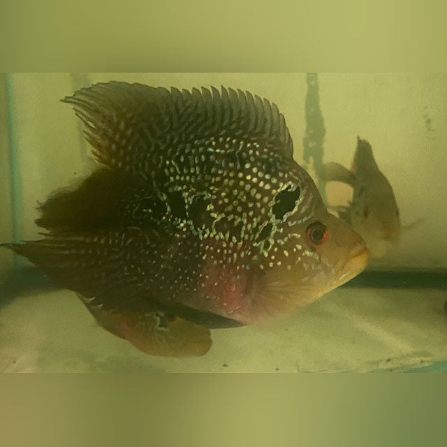 Yuanbao Parrot Cichlid