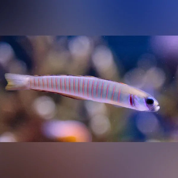 Zebra Bar Goby