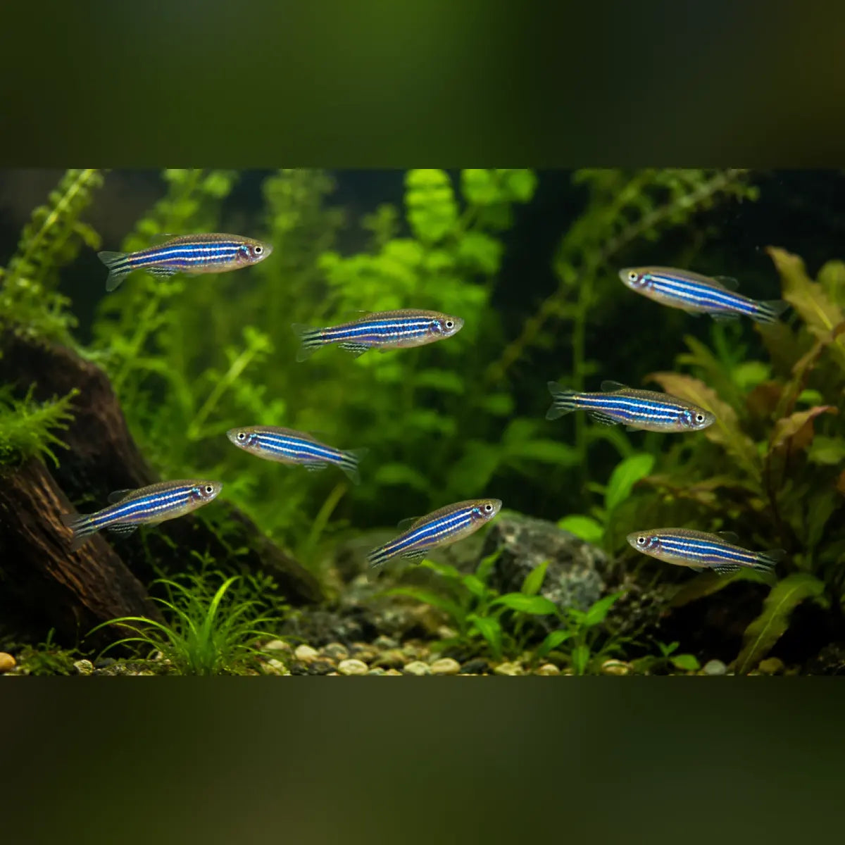 Zebra Danio (School of 8)