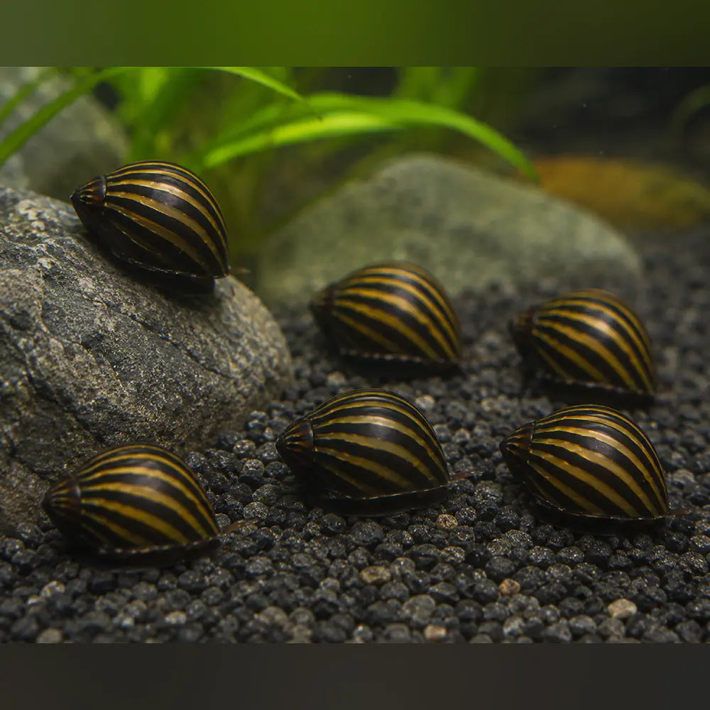 Zebra Nerite Snail