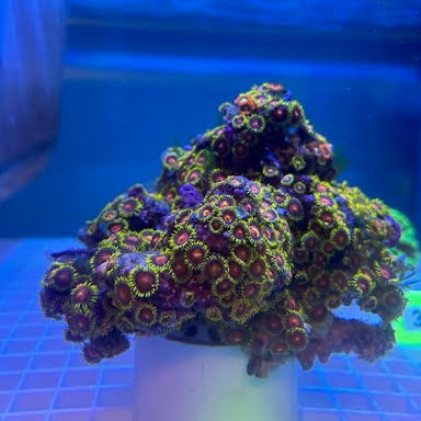 WYSIWYG Fiji Multicolor Zoanthid Colony - 002