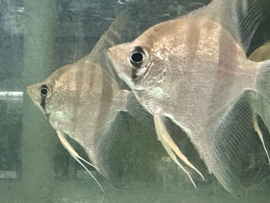 Santa Isabel Altum Angelfish