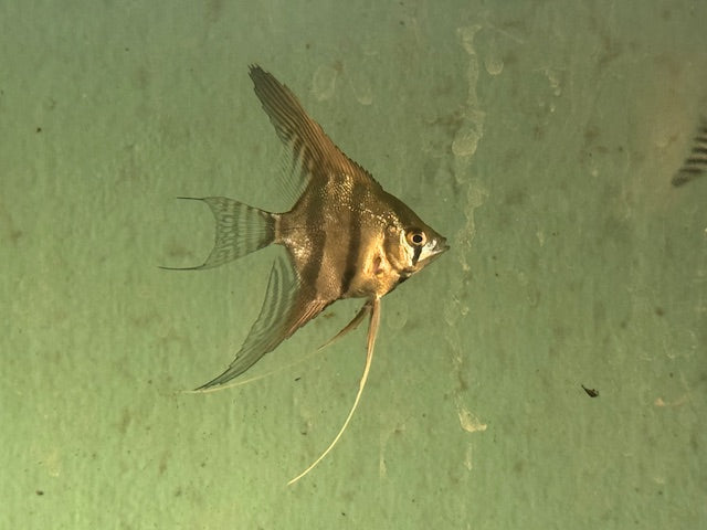 Manacapuru Red Shoulder Angelfish