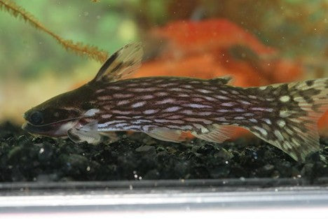 Milky Way Catfish