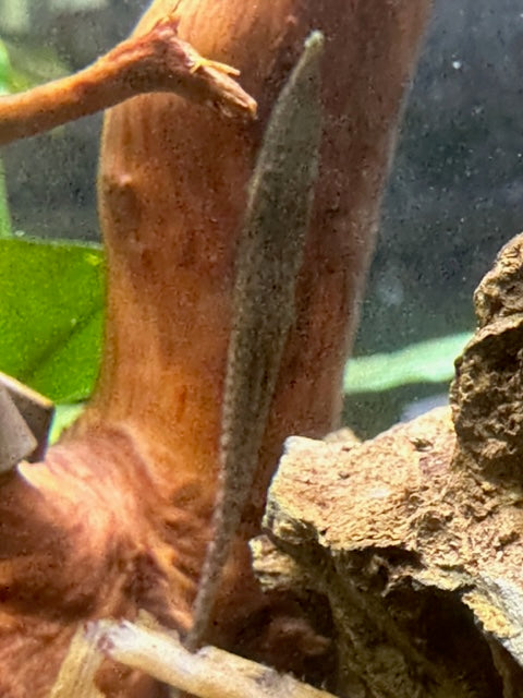 Green Dwarf Farlowella Catfish