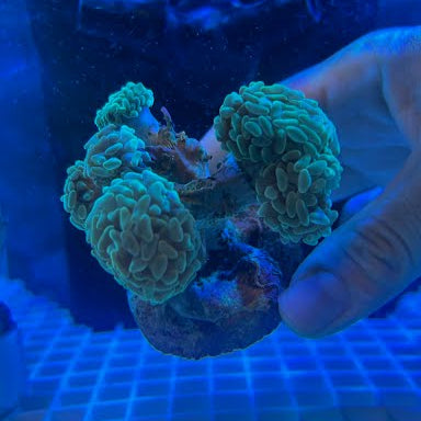 WYSIWYG Green Branching Hammer Coral: Full 5-Head Colony - 006