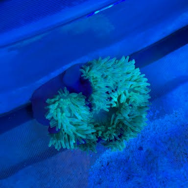 WYSIWYG Purple Base Green Bubble Anemone - 001