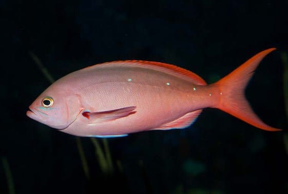 Ruby Anthias