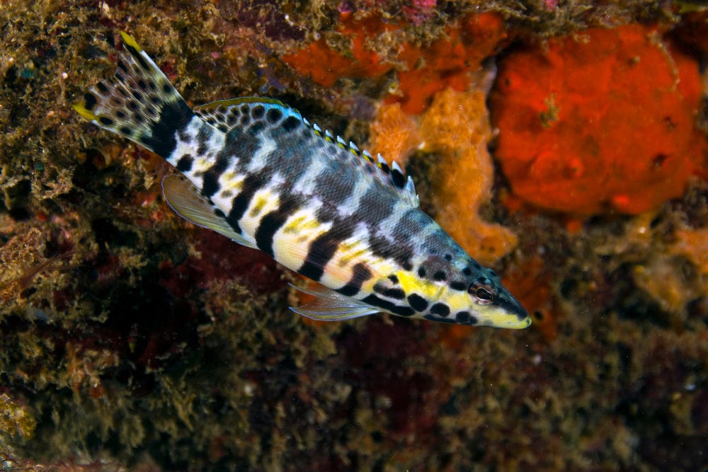 Harlequin Basslet