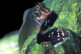 Horseface Blenny
