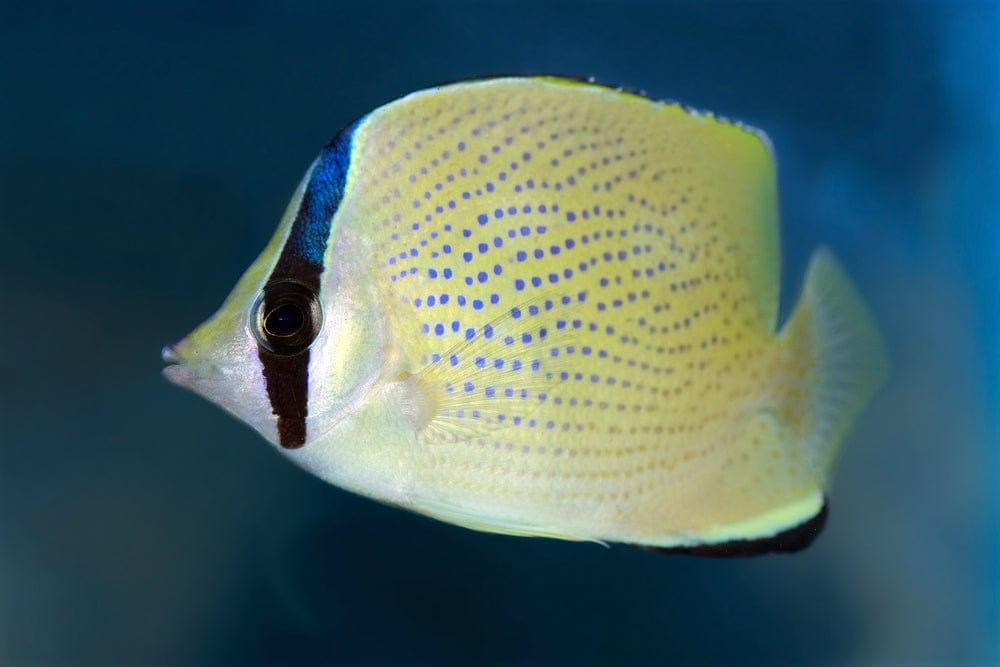 Citron Butterflyfish
