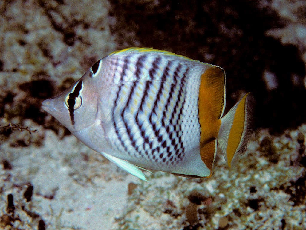 Mertensi Butterflyfish