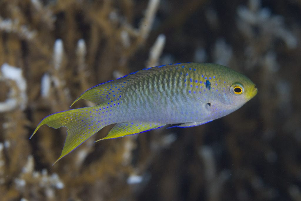 Coral Damselfish