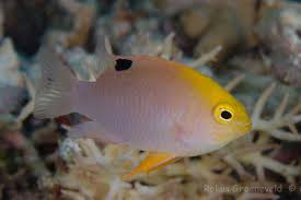 Talbot's Damselfish