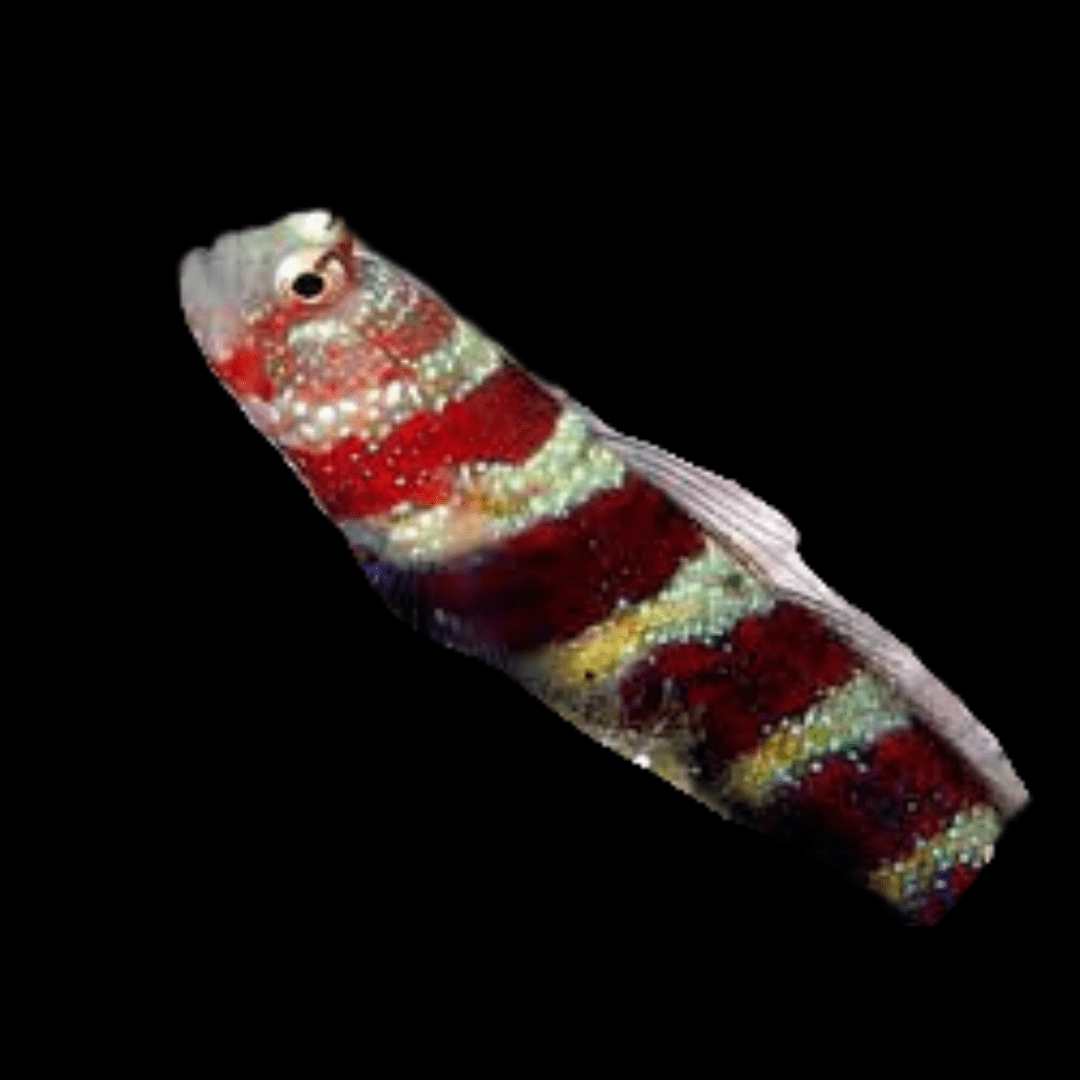 Bumblebee Wheeleri Goby