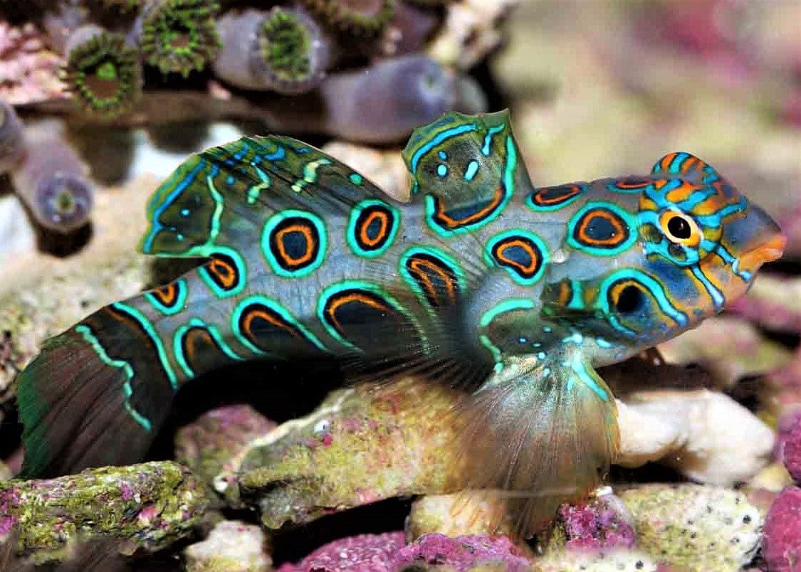 Yellow Target Mandarin Goby