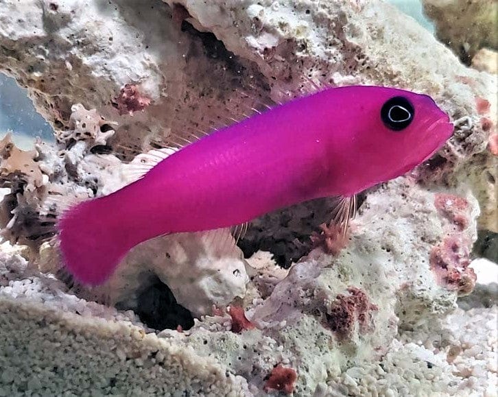Strawberry Dottyback