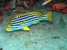 Stripe Sweetlips